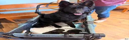 German Shepherd dogs for sale: Long Coat German Shepherd- Purple Female - Ad 13