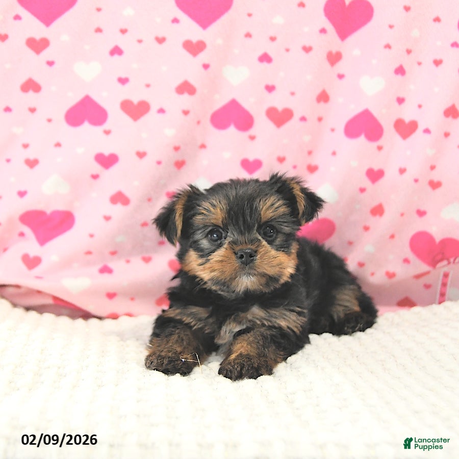 Yorkshire Terrier dogs Baxter HOUSE RAISED - Ad 2