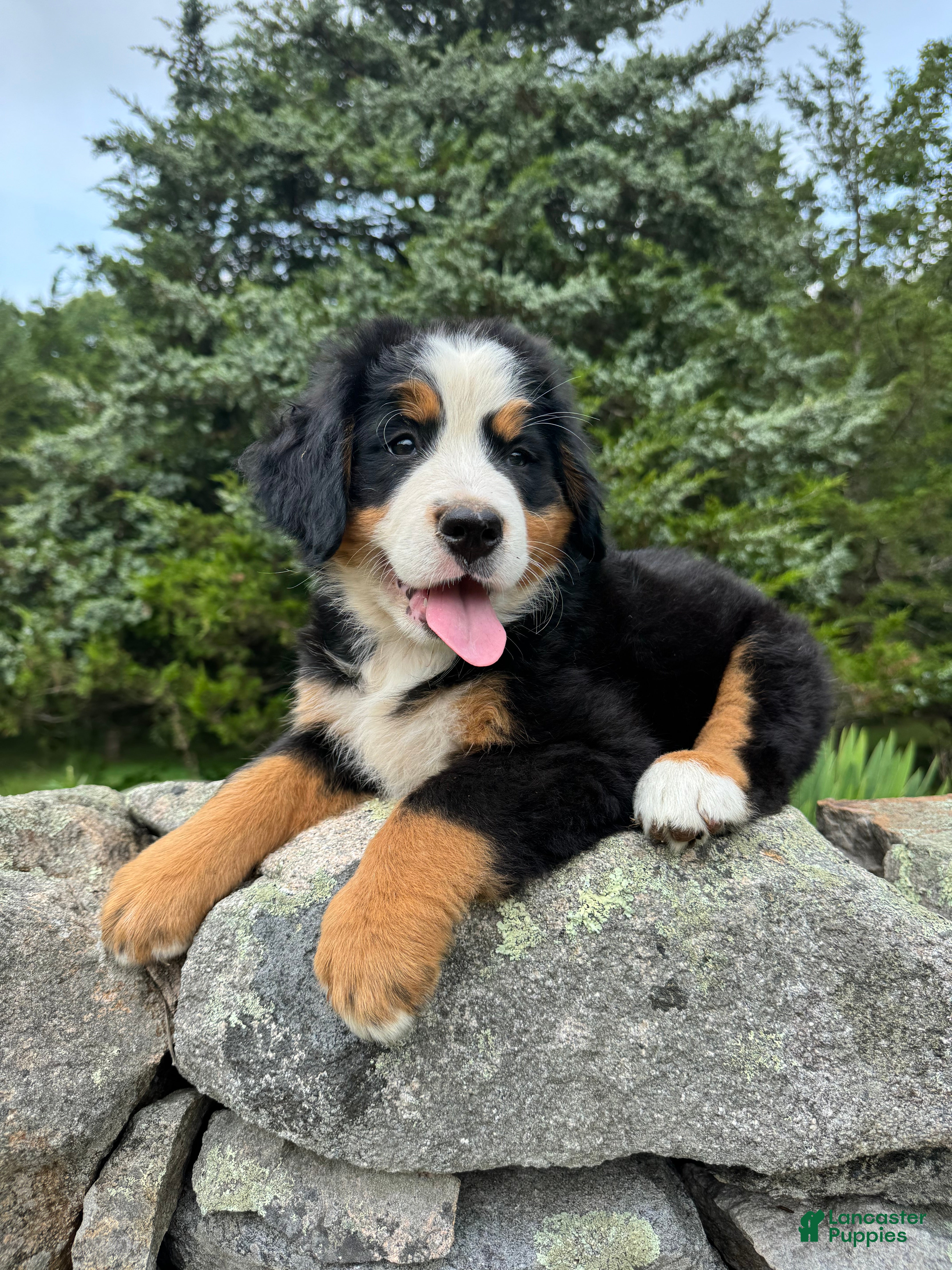 Bernese Mountain Dog dogs Aphrodite - Ad 40
