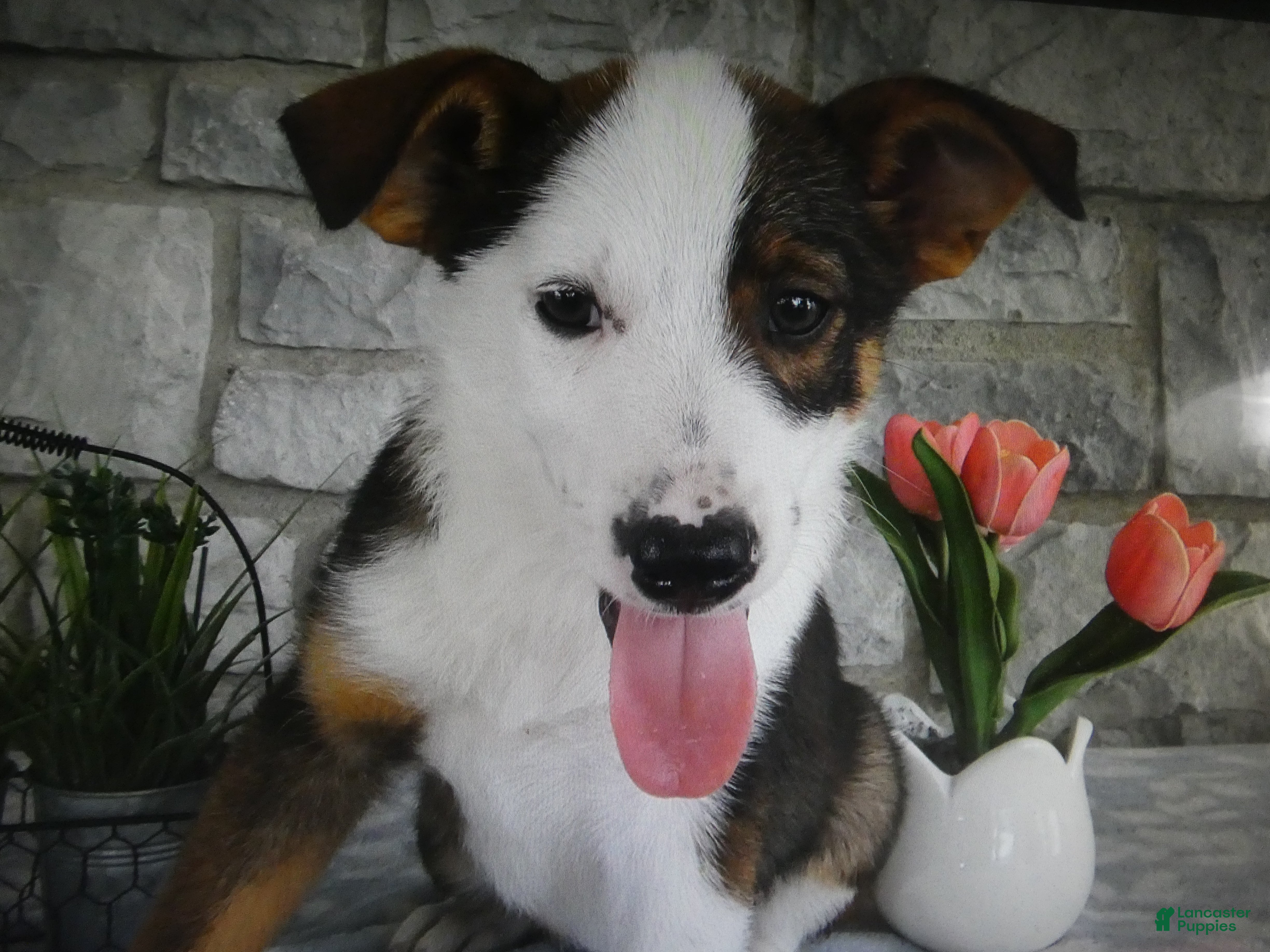Mixed Breed dogs Mixed Breed 2 Tiger - Ad 14