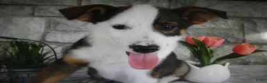 Mixed Breed 2 Tiger