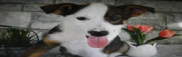 Mixed Breed dogs for sale: Mixed Breed 2 Tiger - Ad 1