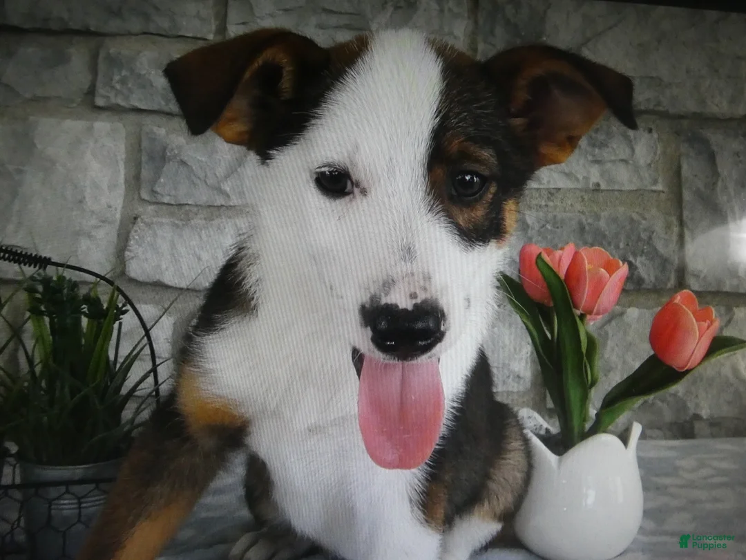Mixed Breed dogs for sale: Mixed Breed 2 Tiger - Ad 1