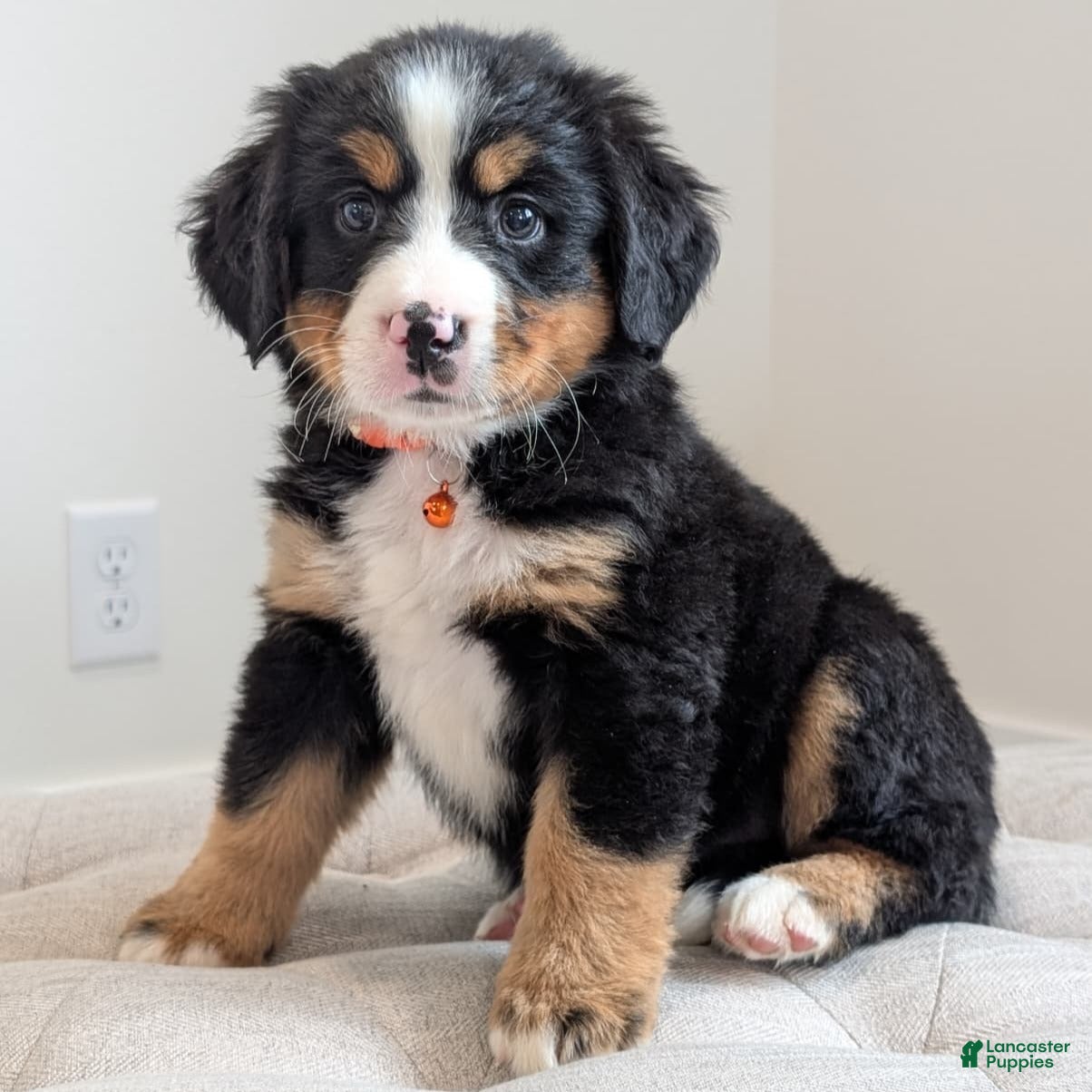 Bernese Mountain Dog dogs Brooke - Ad 2