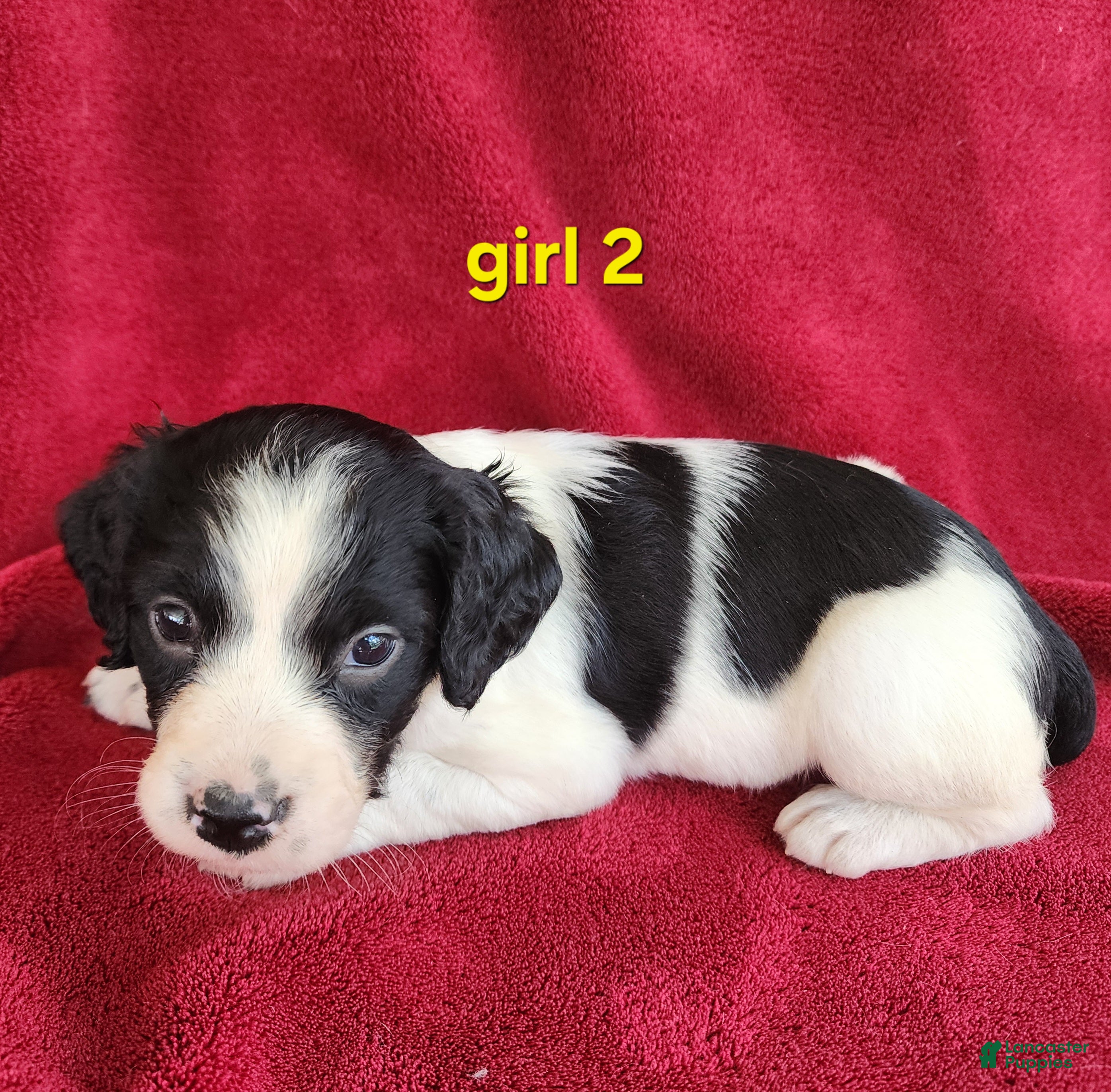 Brittany Spaniel dogs for sale: French Brittany girl 2 - Ad 3