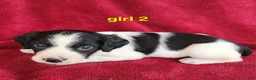 Brittany Spaniel dogs for sale: French Brittany girl 2 - Ad 1