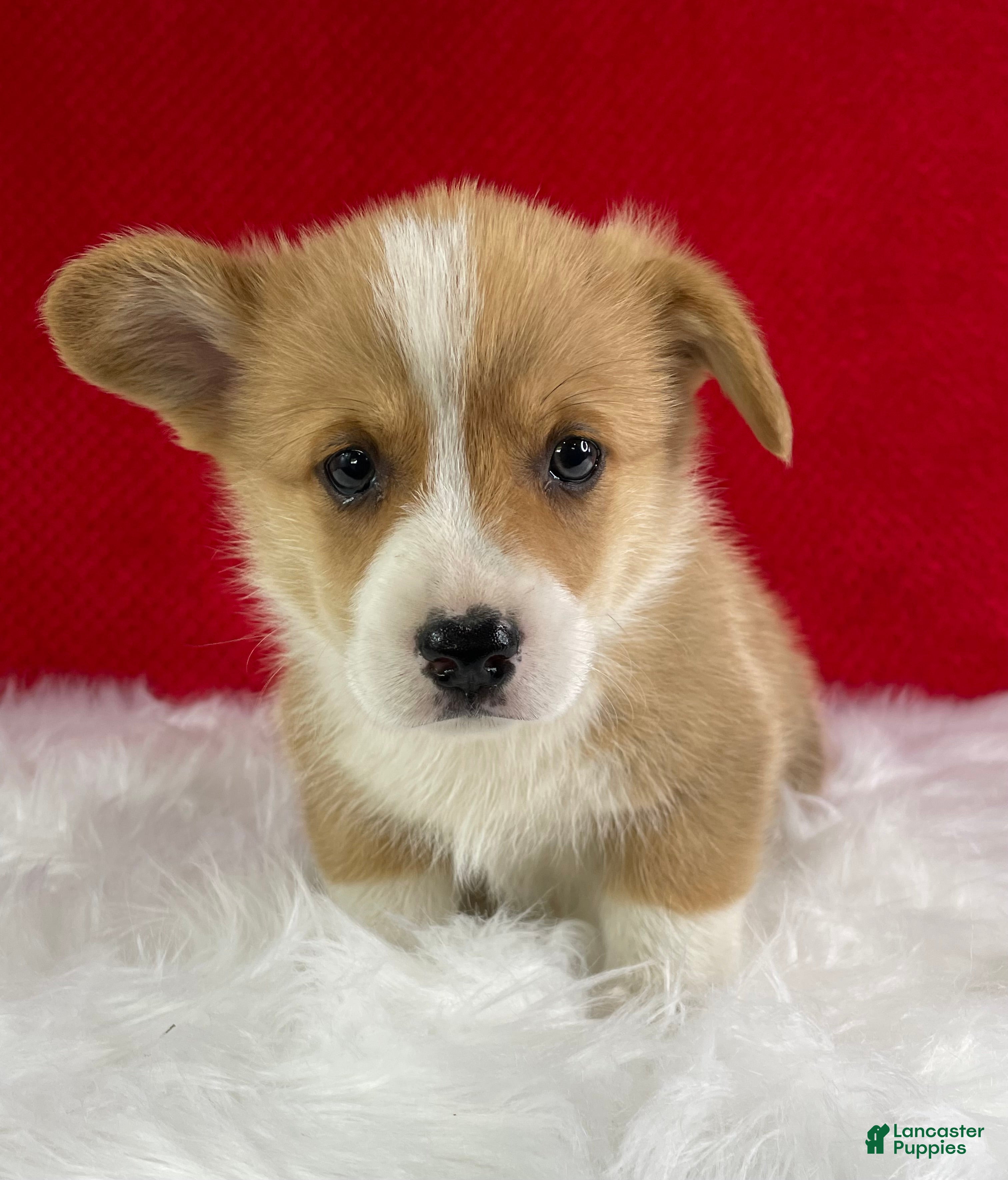 Welsh Corgi Pembroke dogs Thor - Ad 1