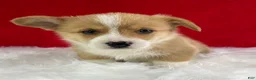 Welsh Corgi Pembroke dogs for sale: Thor - Ad 1