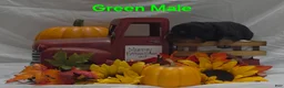 Rottweiler dogs for sale: Green - Ad 5