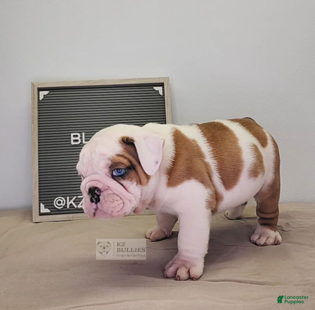 English Bulldog dogs for sale: Blake - Ad 2