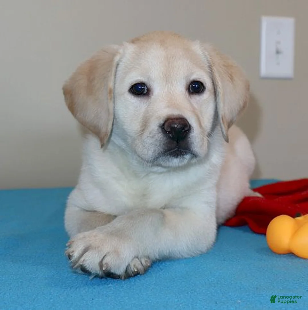 Labrador Retriever dogs for sale: Missy - Champ lines - Ad 1