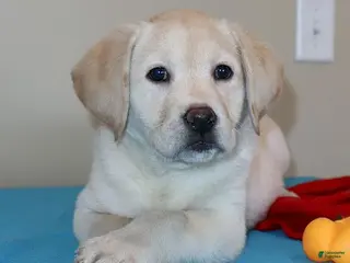 Labrador Retriever dogs Missy - Champ lines - Ad 5