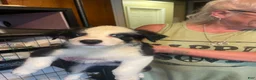 Mixed Breed dogs for sale: Petey  - Ad 5
