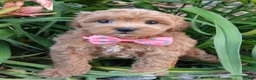 Shihpoo dogs for sale: Sadie - Ad 10
