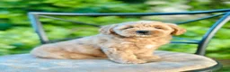 Mini Goldendoodle dogs for sale: Maisie - Ad 5
