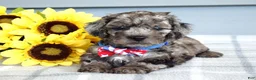 Cockapoo dogs for sale: Oreo - Ad 9