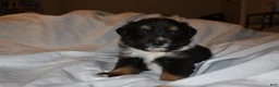 Miniature Australian Shepherd dogs for sale: Male #2 - Cassian - Ad 10