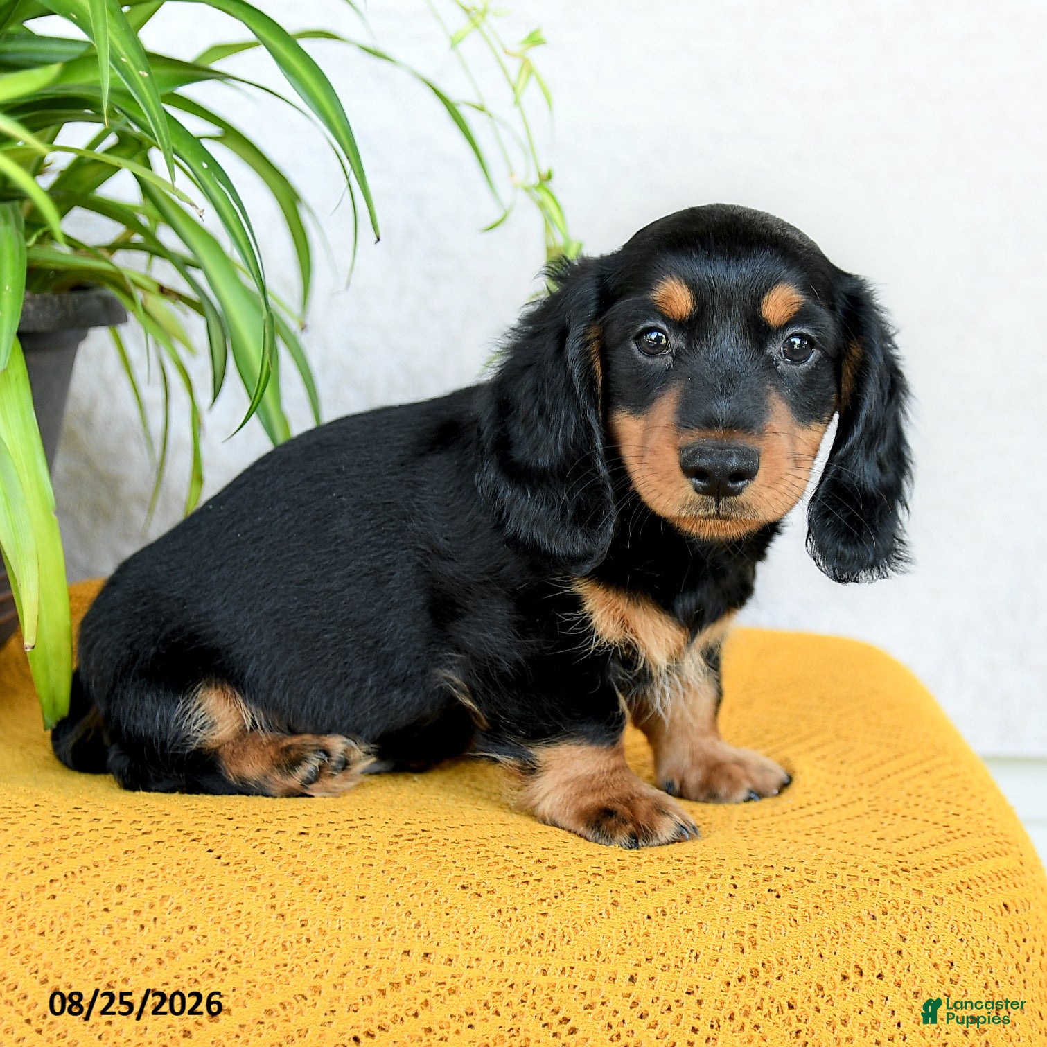 Miniature Dachshund dogs Cade  - Ad 2