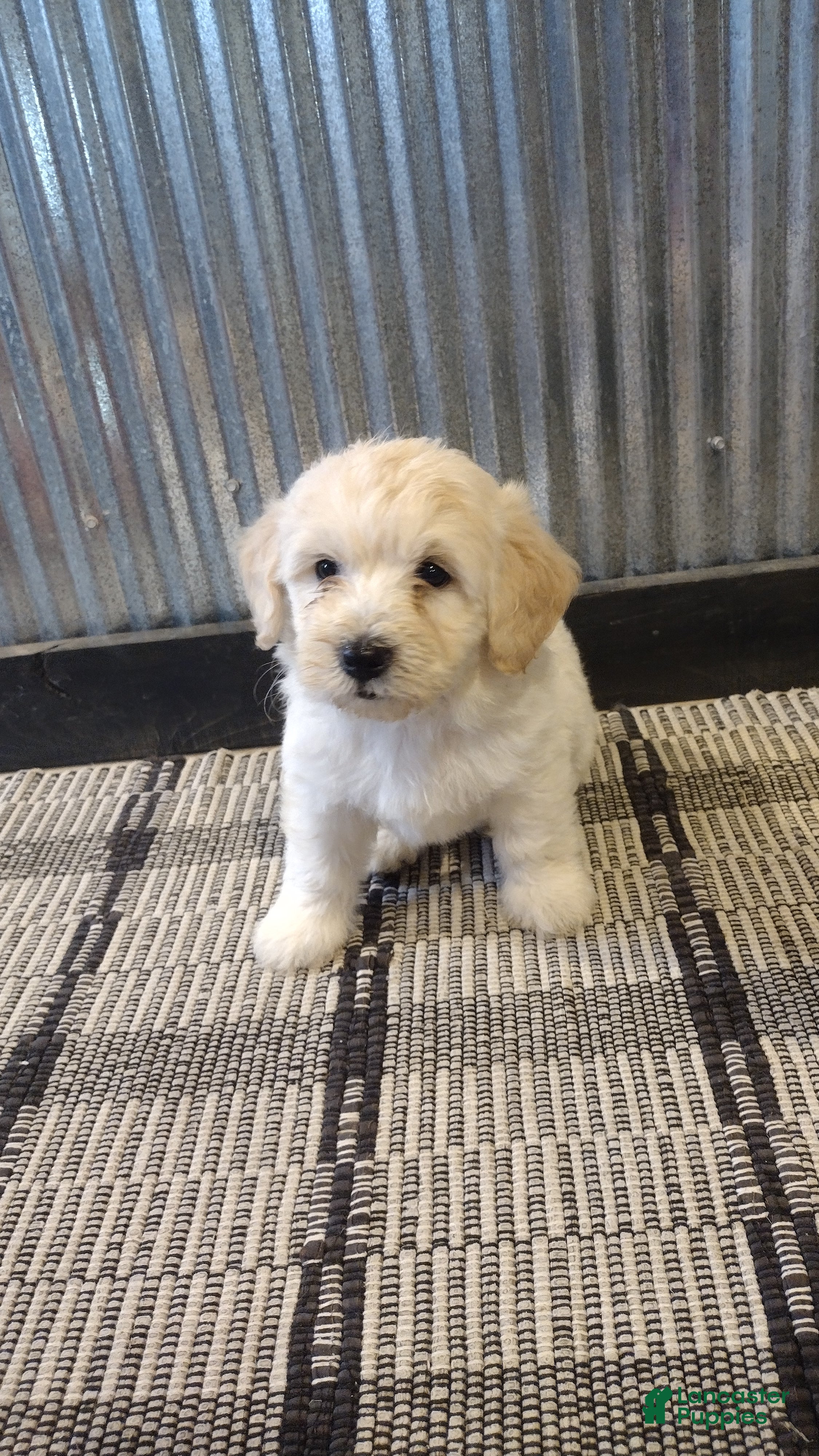 Mini Goldendoodle dogs Nala  - Ad 2