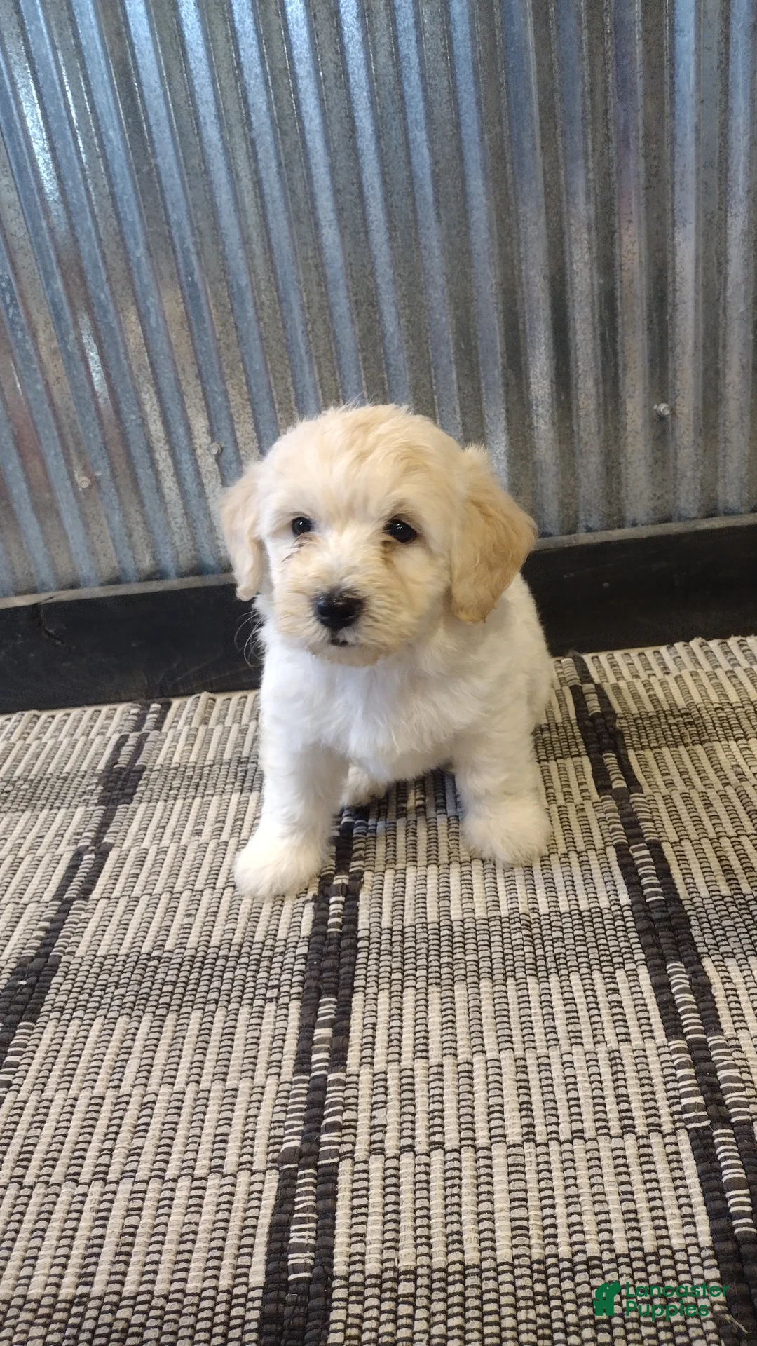 Mini Goldendoodle dogs for sale: Nala  - Ad 2