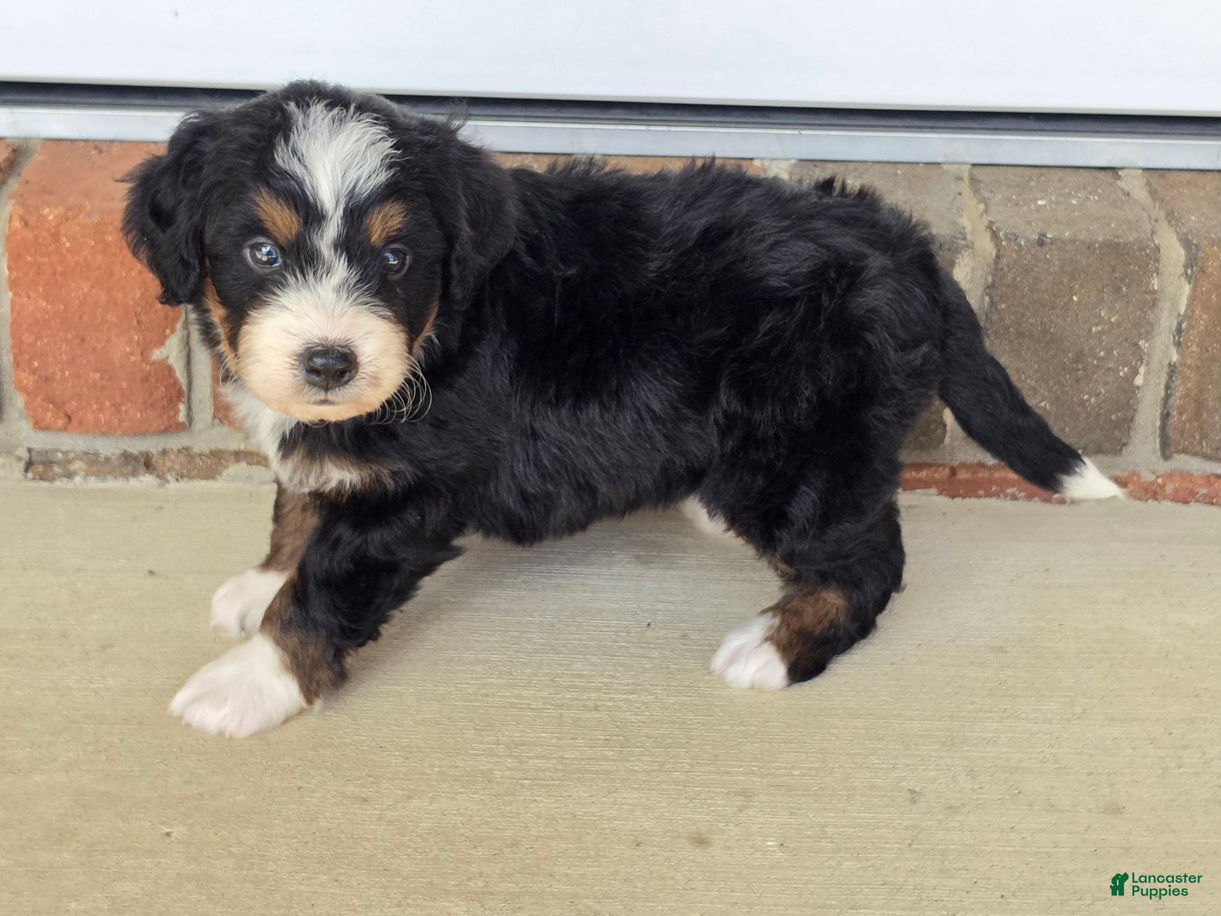 Bernedoodle dogs Sophie - Ad 1
