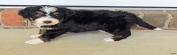 Bernedoodle dogs for sale: Sophie - Ad 1