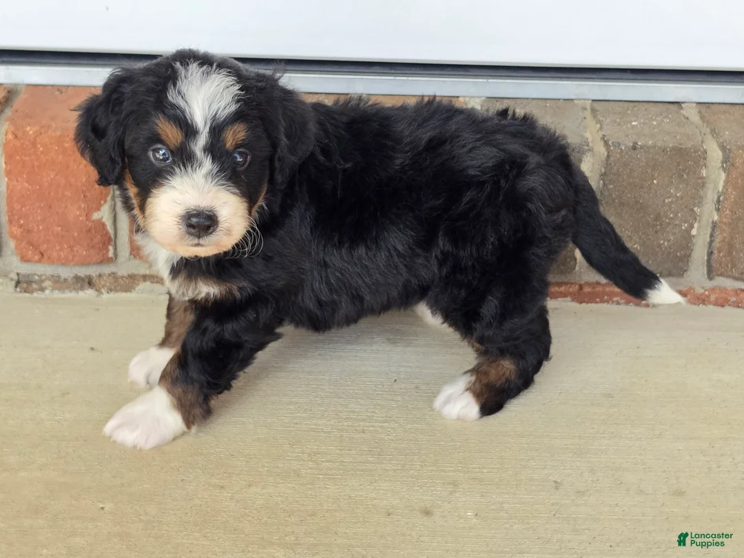 Bernedoodle dogs for sale: Sophie - Ad 1