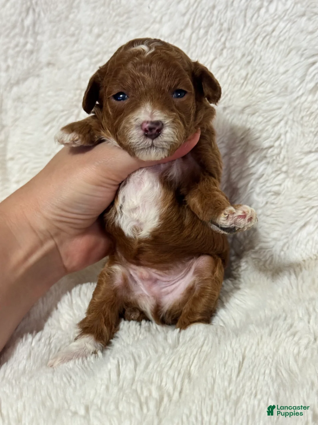Toy Poodle dogs for sale: Theo  - Ad 2