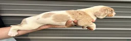 Catahoula Leopard Dog dogs for sale: Arrow - Ad 4