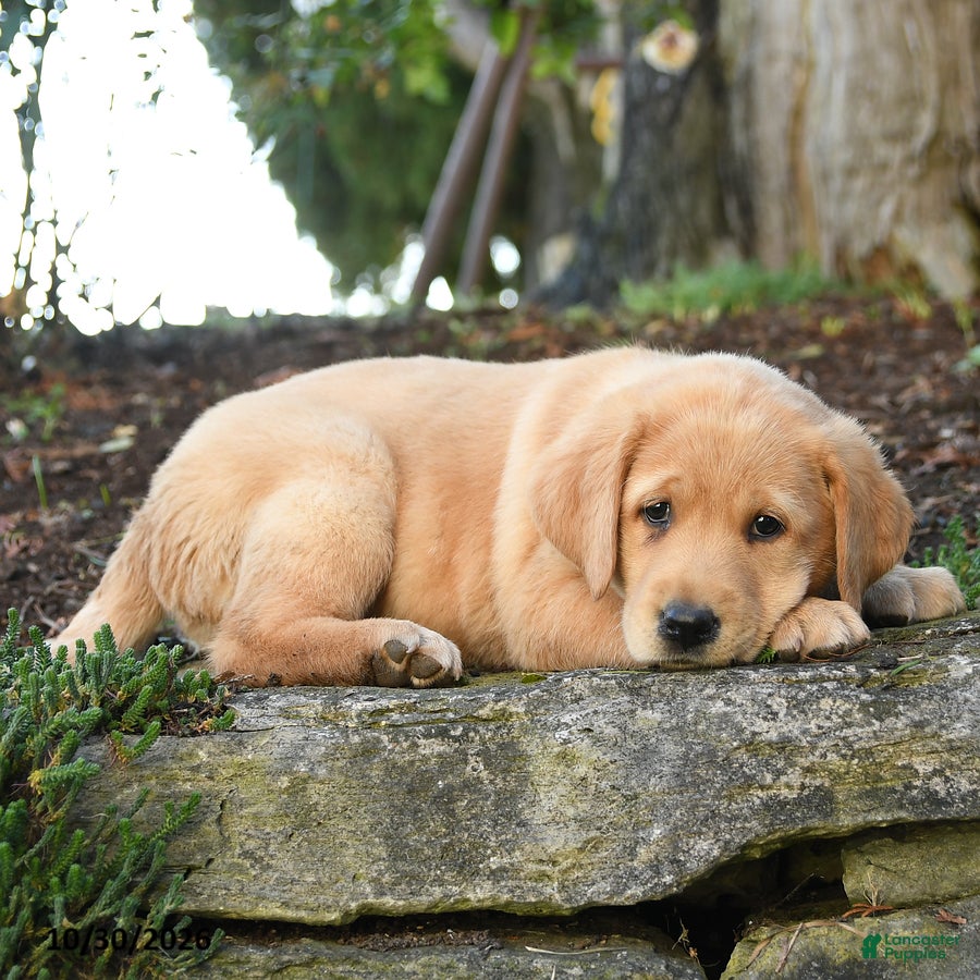 Labrador Retriever dogs for sale: Athena - Ad 2