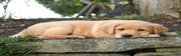 Labrador Retriever dogs for sale: Athena - Ad 2