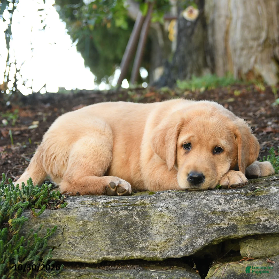 Labrador Retriever dogs for sale: Athena - Ad 2