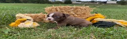 Boston Terrier dogs for sale: Gunner - Ad 4