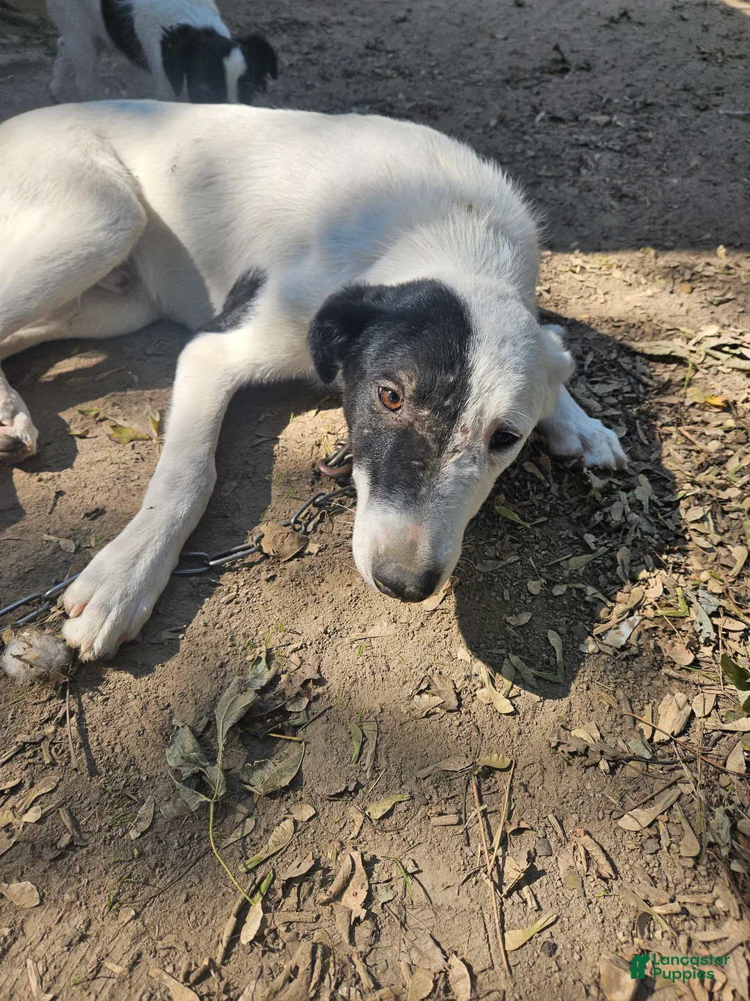 Border Collie dogs for sale: Hondo - Ad 4