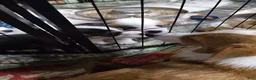 Welsh Corgi Pembroke dogs for sale: Welsh Corgi Pembroke 4 - Ad 17