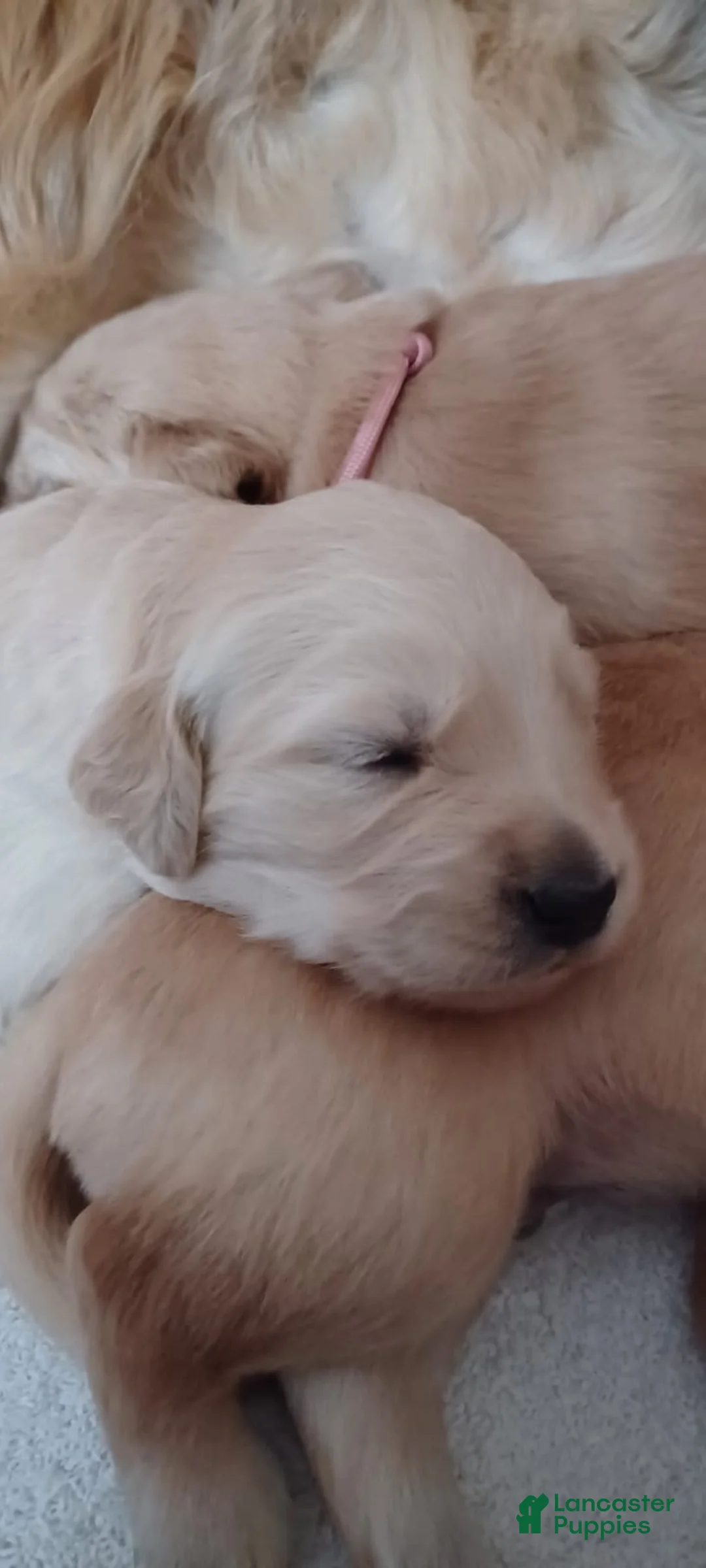 Golden Retriever dogs for sale: Golden Retriever Puppy Ms. Red Lady - Ad 2