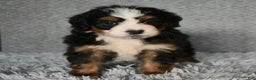 Mini Bernedoodle dogs for sale: Hunter - Ad 4
