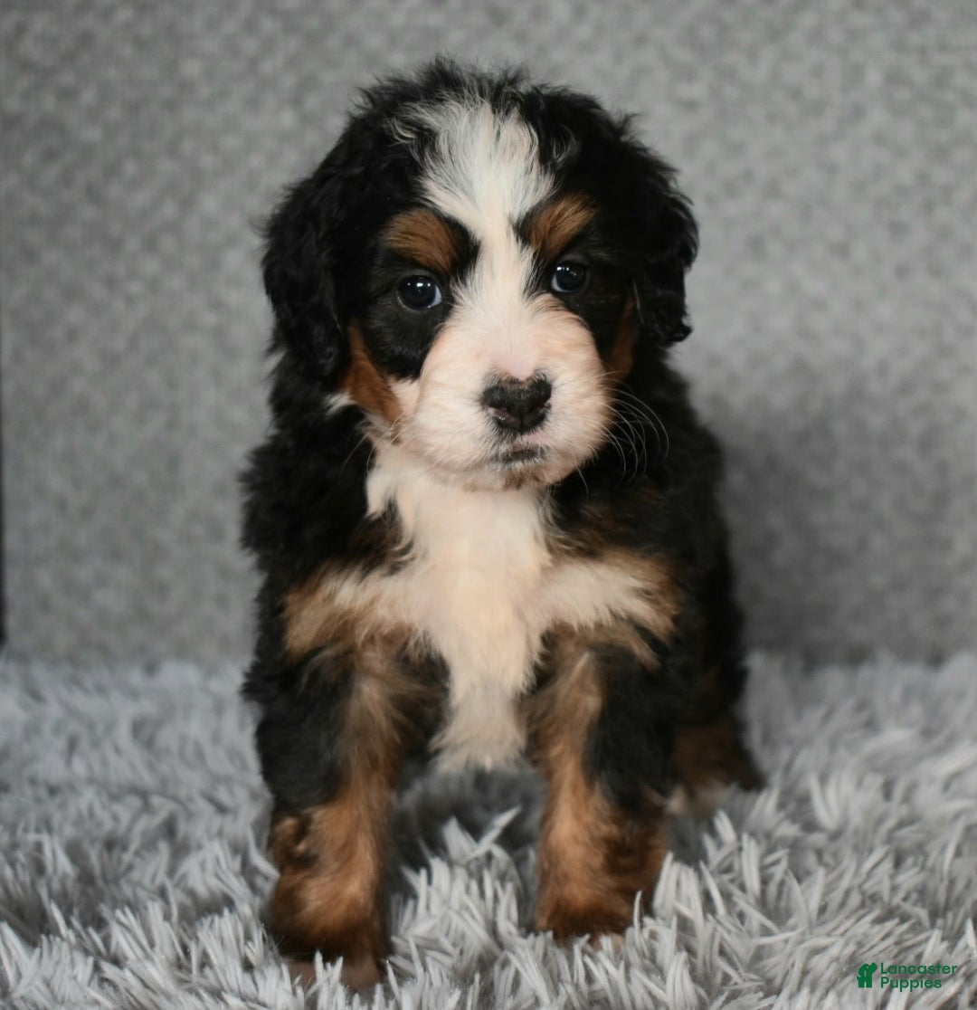 Mini Bernedoodle dogs for sale: Hunter - Ad 4