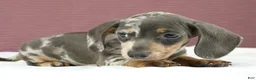 Miniature Dachshund dogs for sale: Indigo 💜 - Ad 6