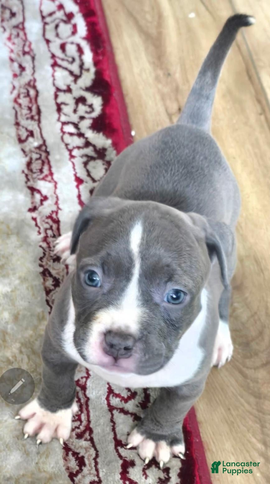 American Bully dogs American Bully 3 - Ad 5