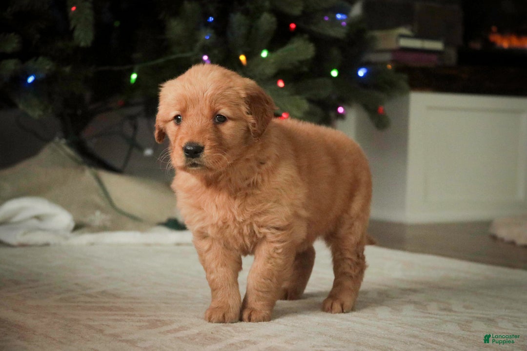Golden Retriever dogs for sale: Serenity - AKC - Ad 9