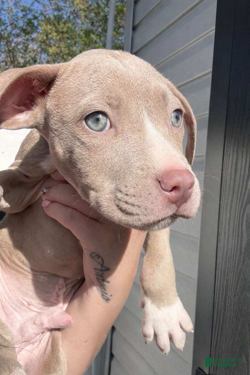 American Pit Bull Terrier dogs Tino - Ad 2