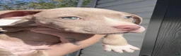 American Pit Bull Terrier dogs for sale: Tino - Ad 3