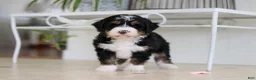 Mini Bernedoodle dogs for sale: Tyra - Ad 9