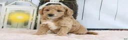Mini Goldendoodle dogs for sale: Flash - Ad 3