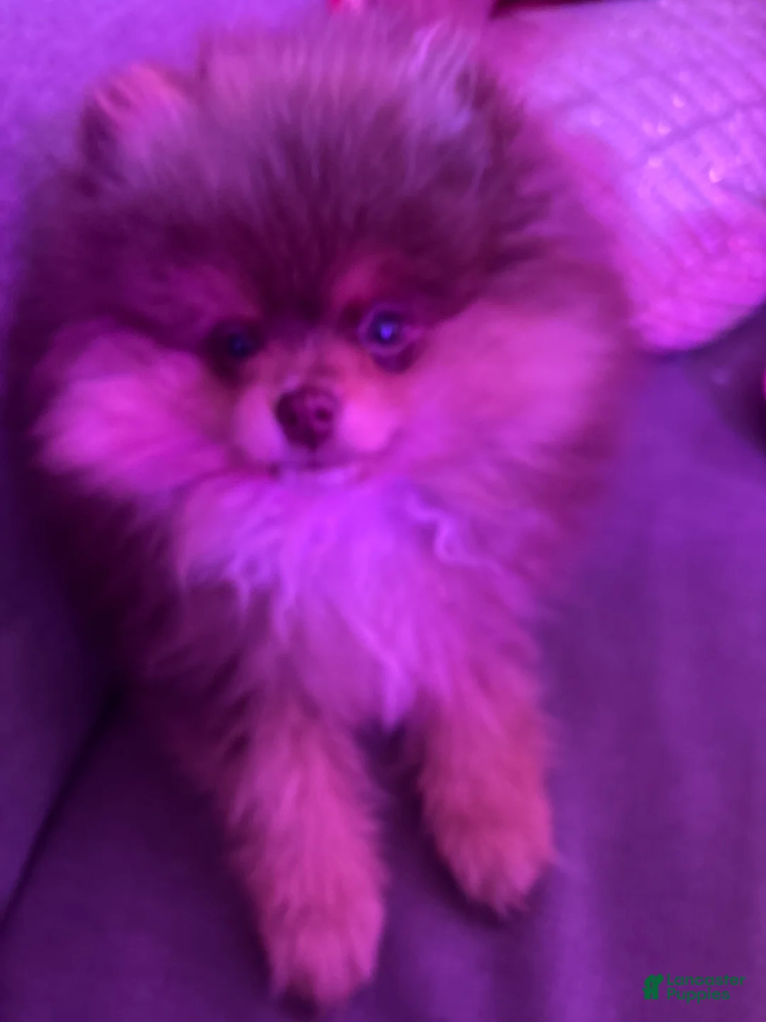 Pomeranian dogs for sale: Pomeranian Puppy 1 - Ad 1