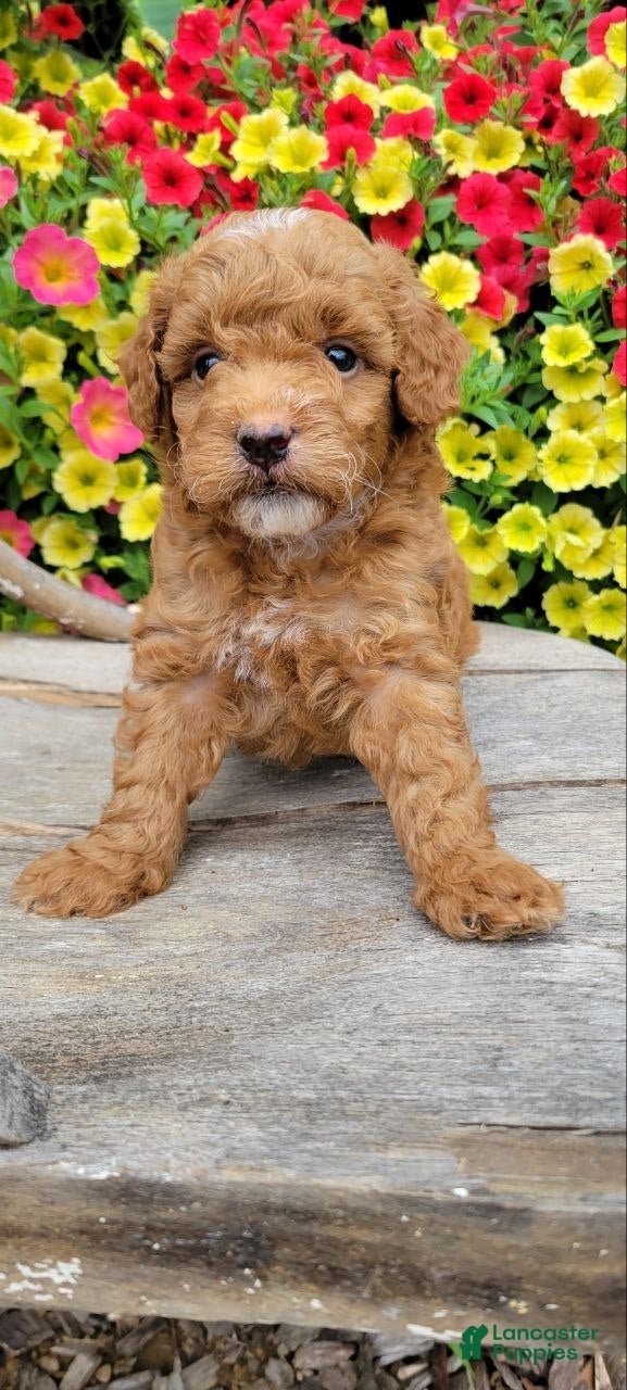 Mini Goldendoodle dogs Ginger  - Ad 2