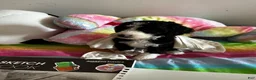 Mixed Breed dogs for sale: Jack - Ad 5