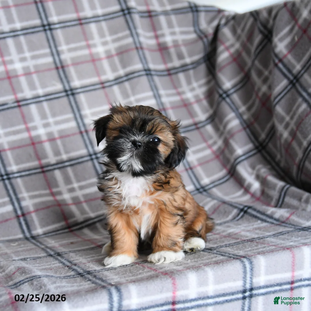 Shih Tzu dogs for sale: Sofie - Ad 1