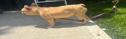 French Bulldog dogs for sale: French Bulldog 1 - Ad 2
